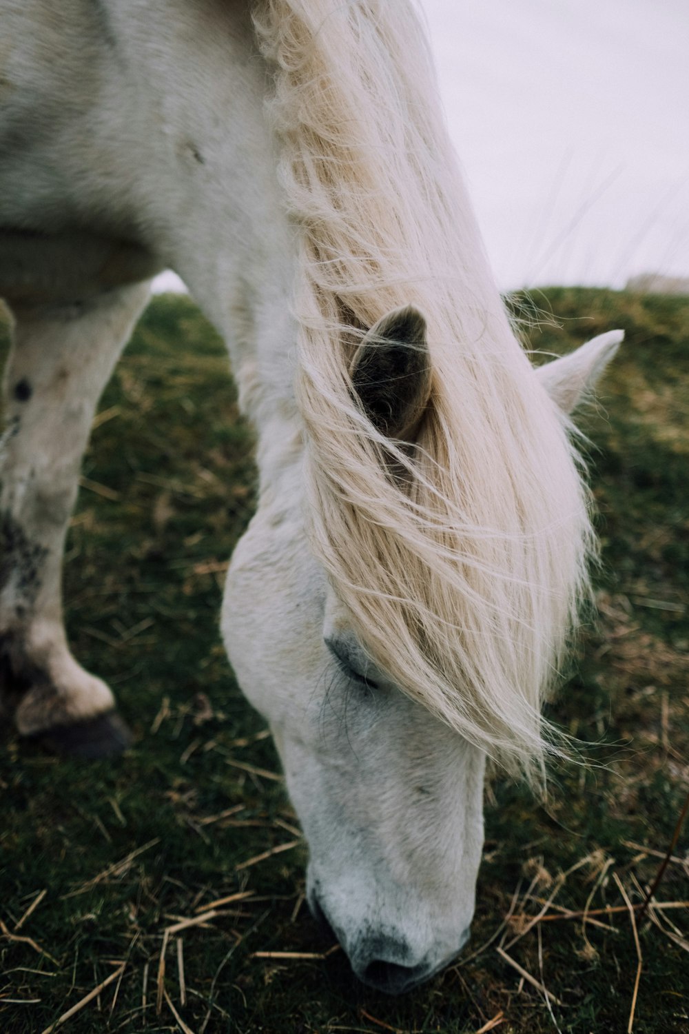 white horse