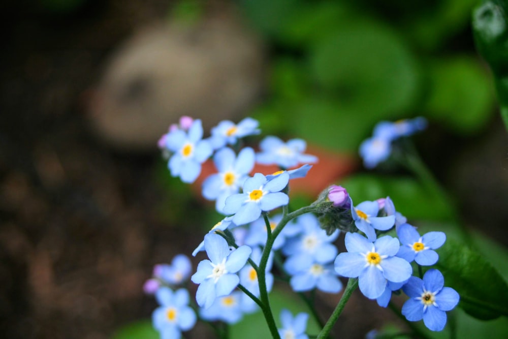 青い花びらの花