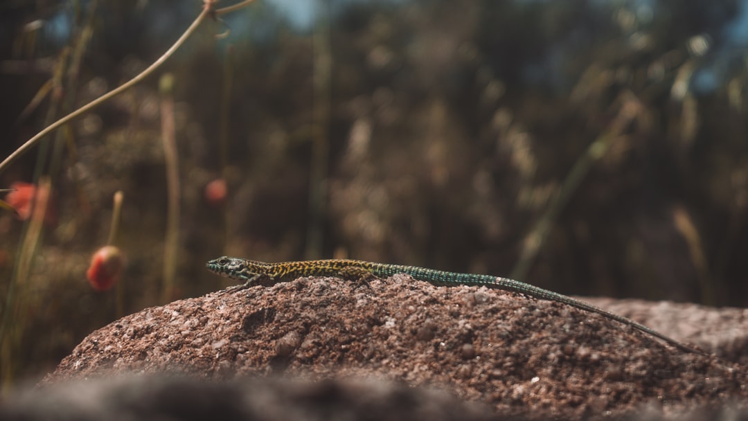 gray and yellow lizard