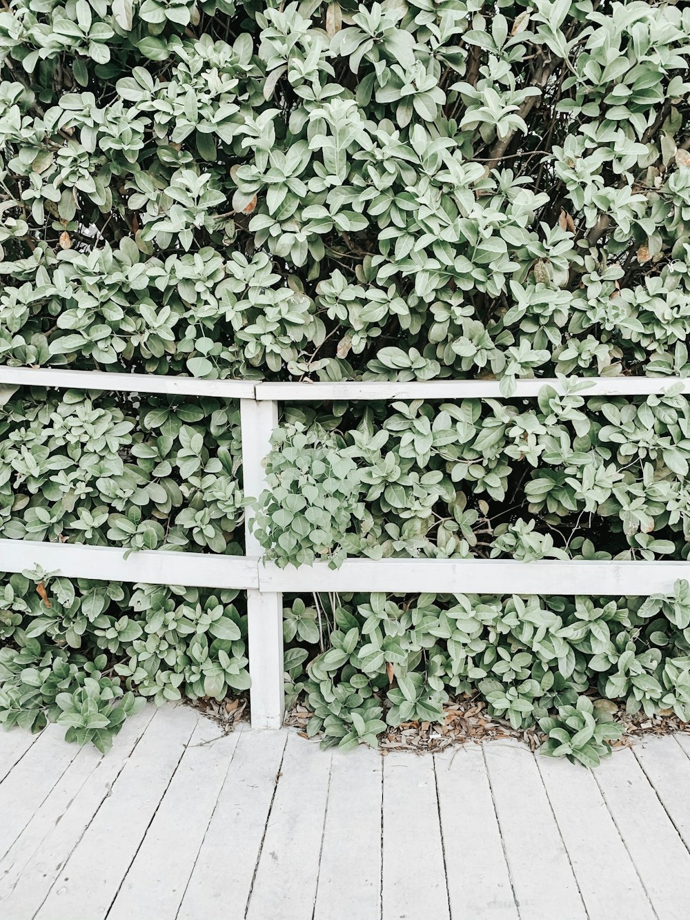green plants beside railings