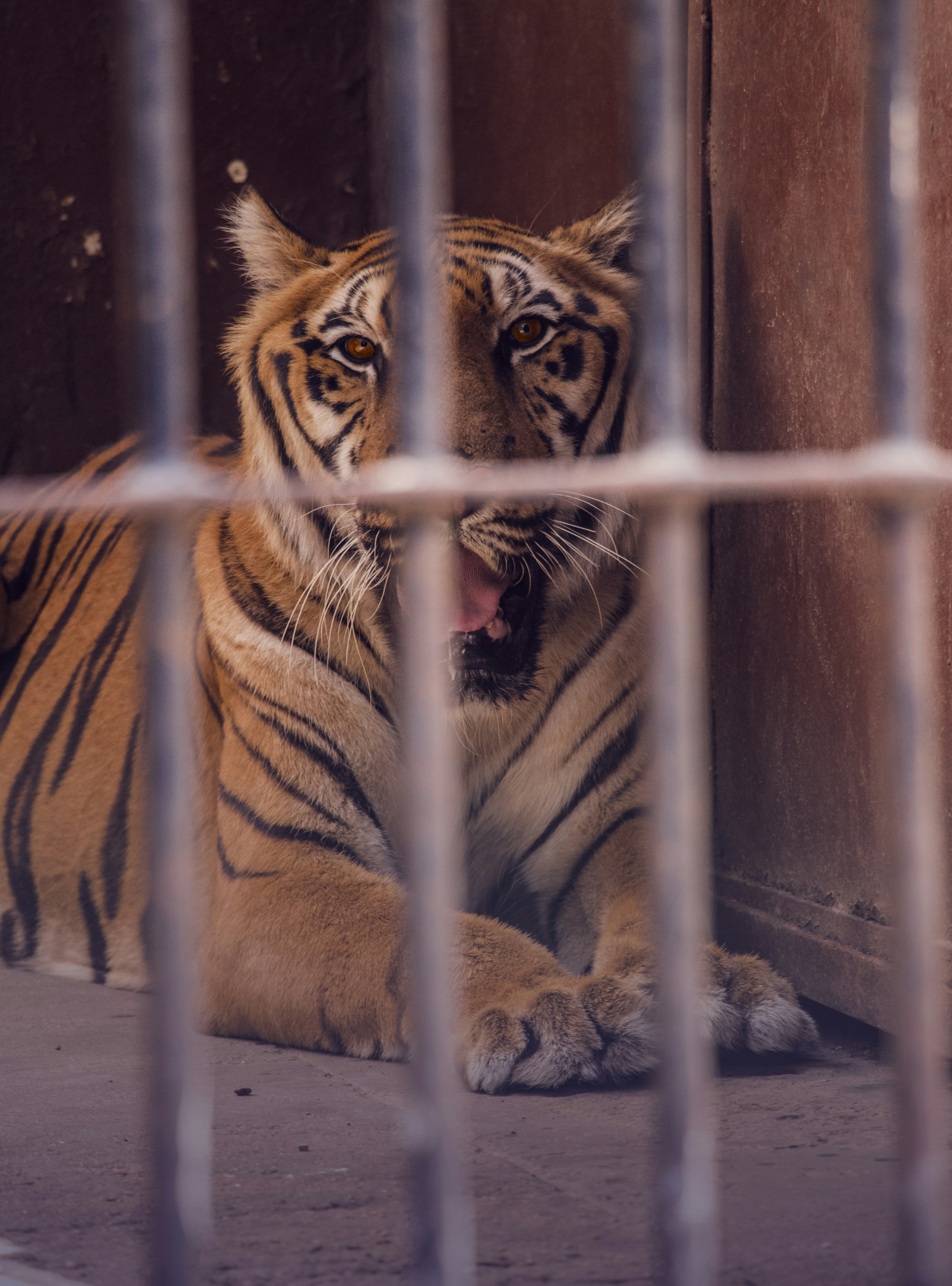 Tiger inside cage photo – Free Animal Image on Unsplash