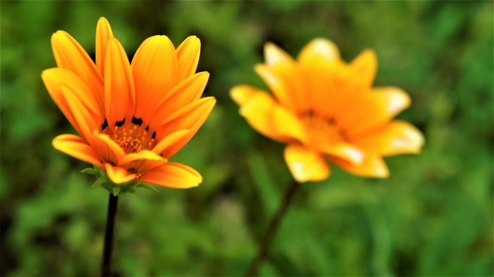 yellow petaled flower