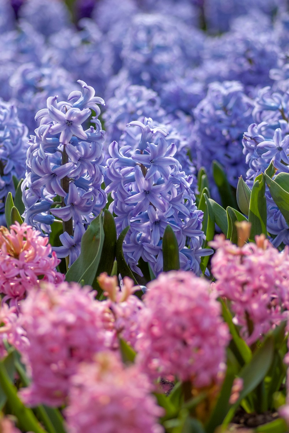 bed of pink and purple flowers