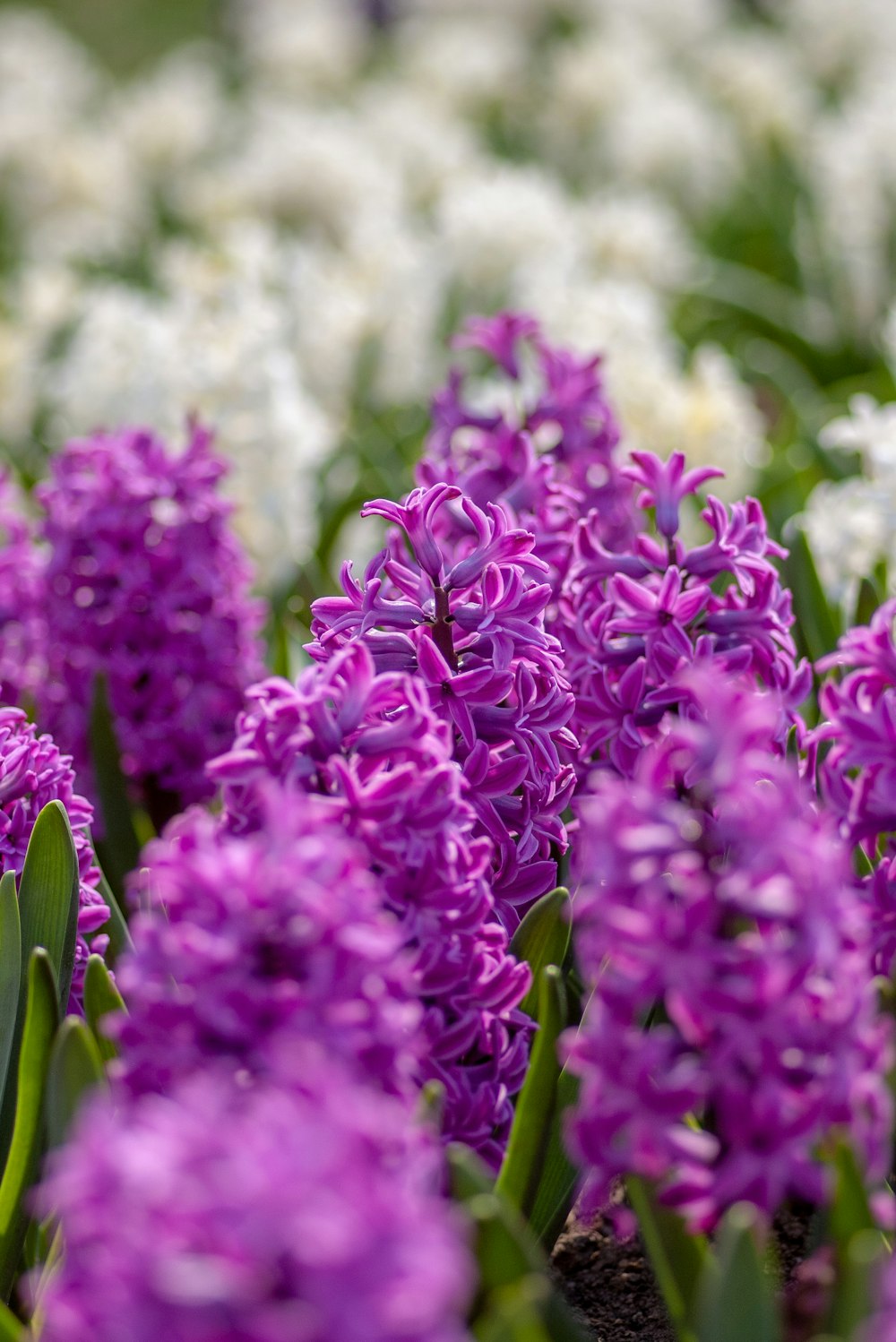 purple petaled flower