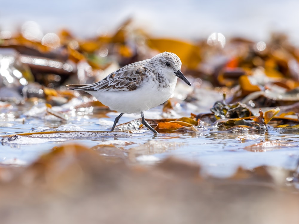 grey and white bird on shallow water