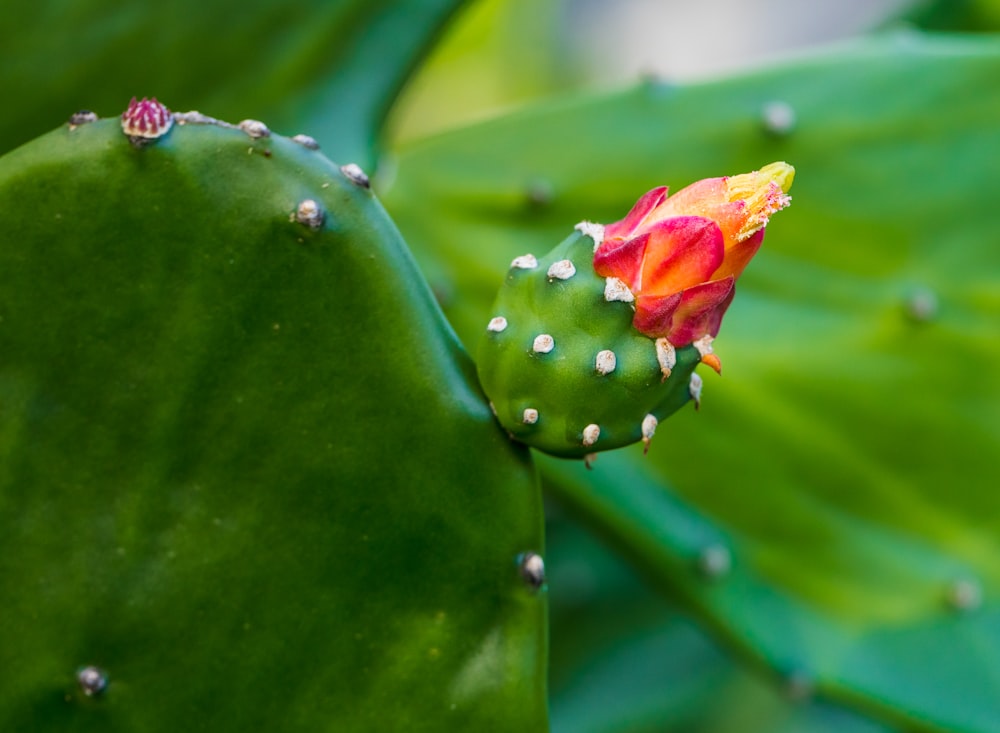 green cactus plant