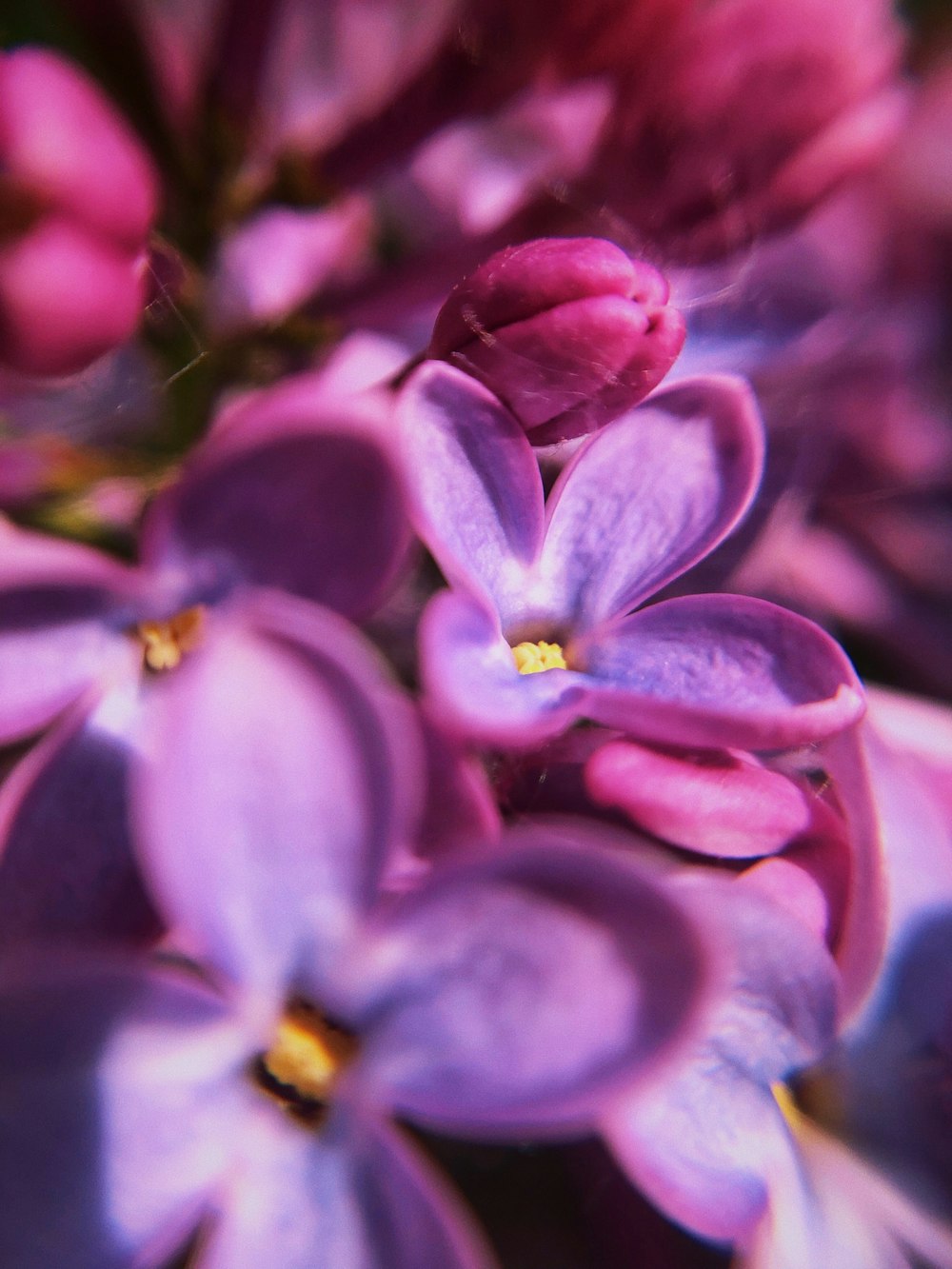 pink petaled flower blooming during daytime