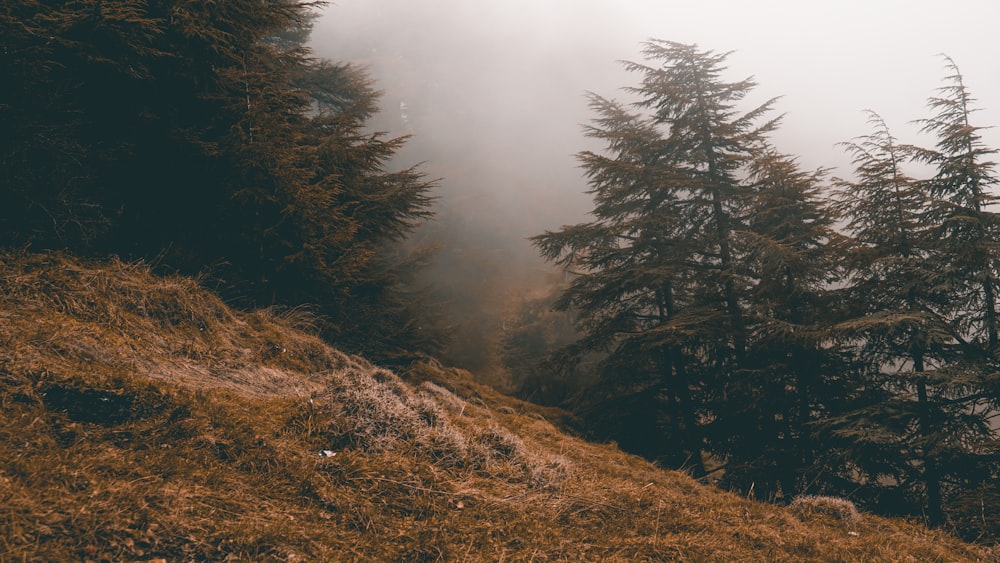 green pine trees on mountain during fogs