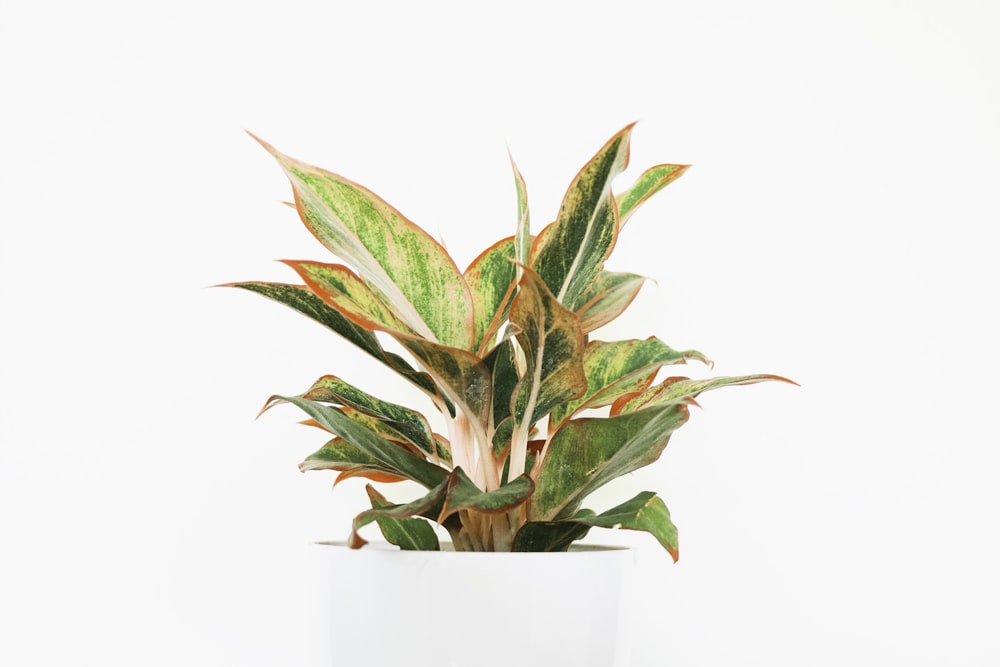 a green and red plant in a white pot