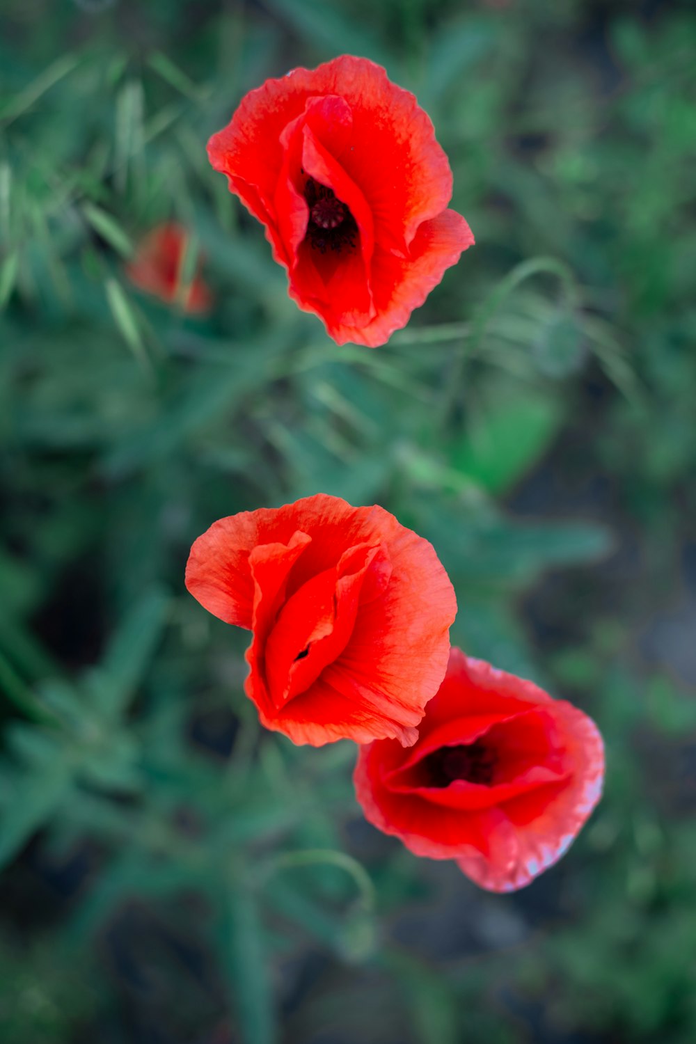 three red flowers blooming