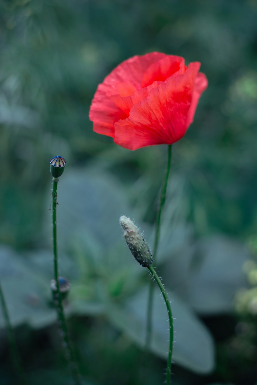 pink petaled flower