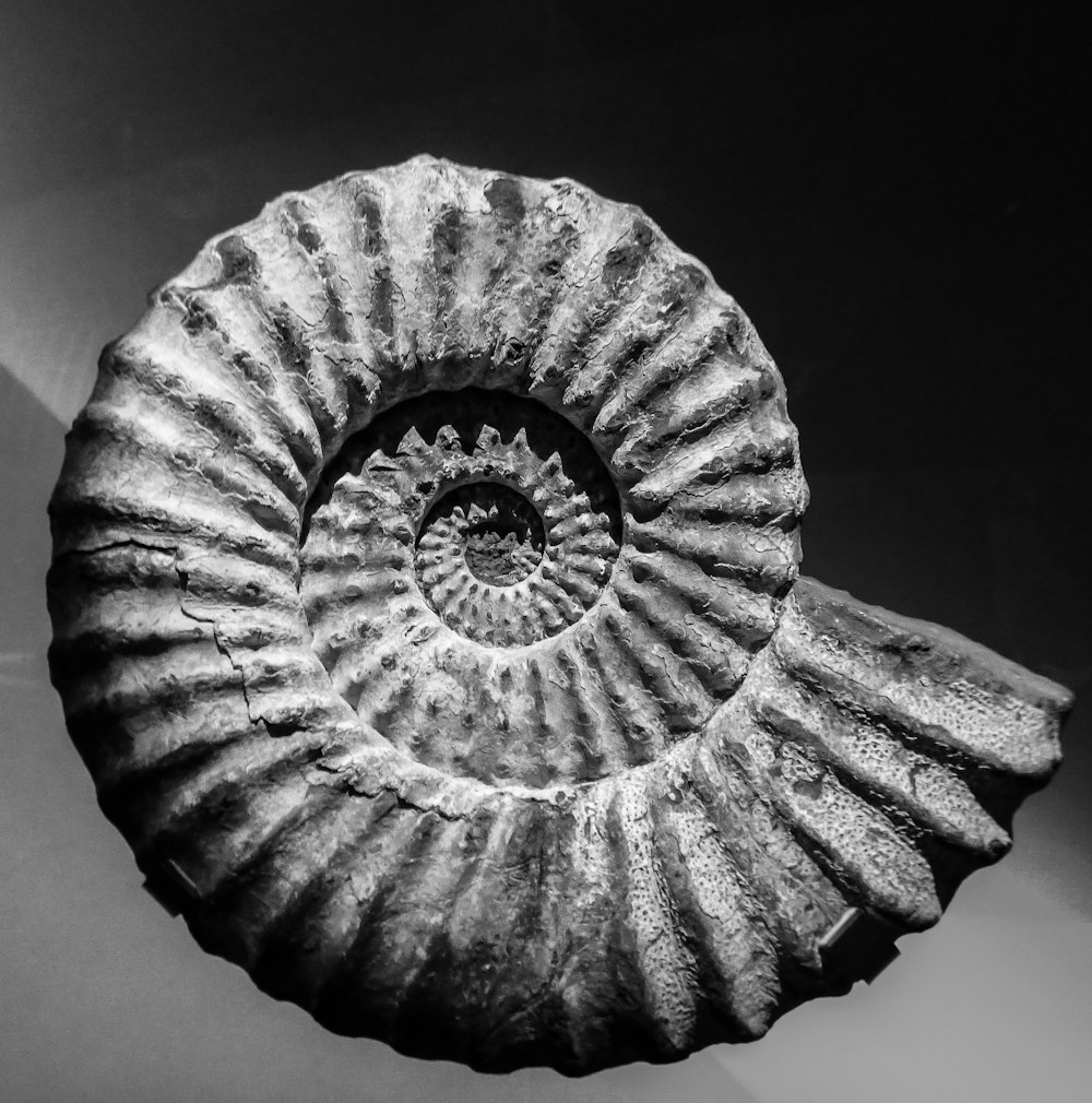 fossile di conchiglia grigia