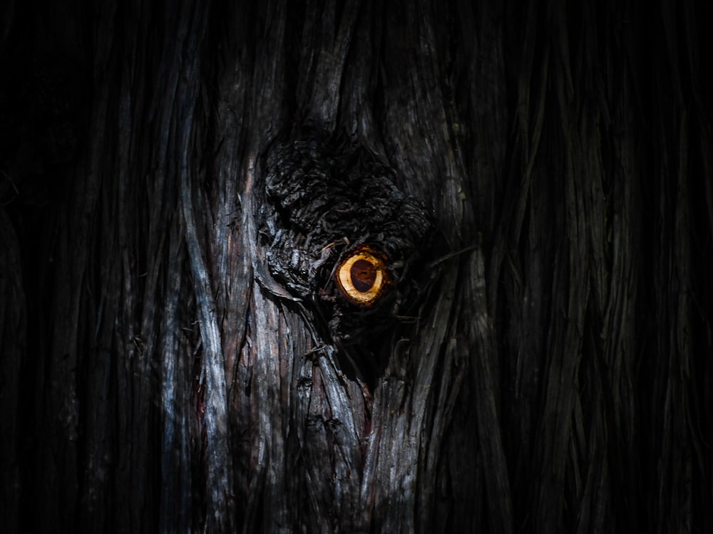 an owl's eye is seen through the bark of a tree
