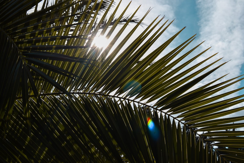 green coconut palm tree