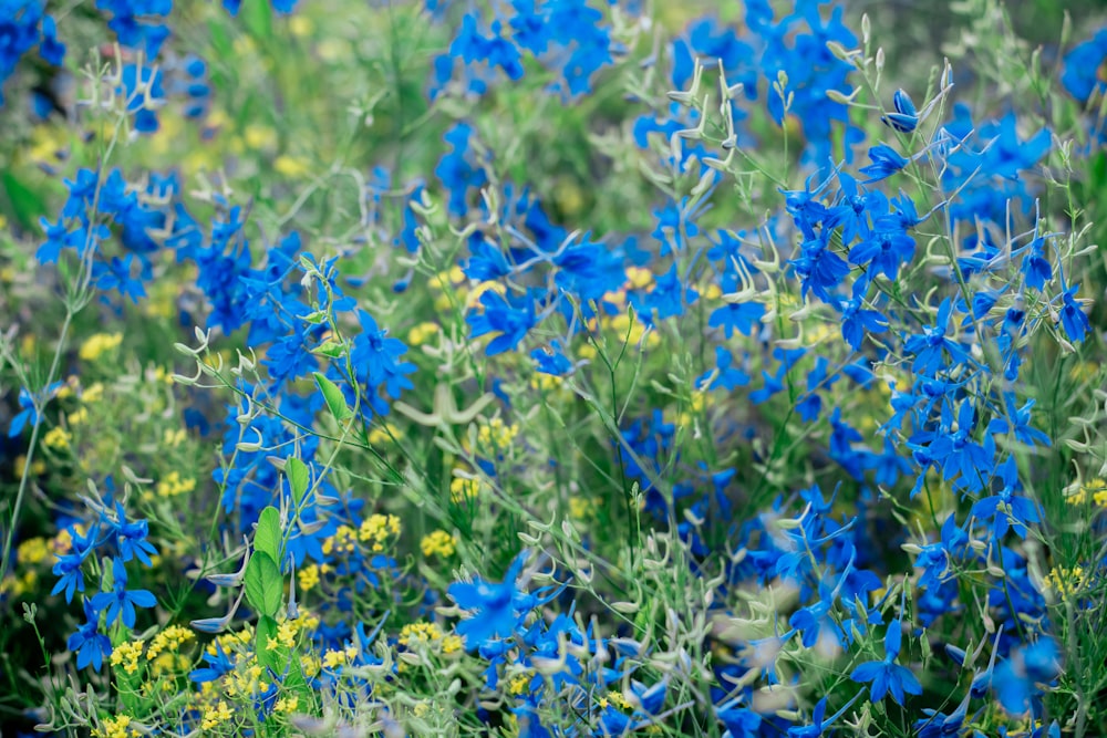 yellow-petaled flowers with green leaves