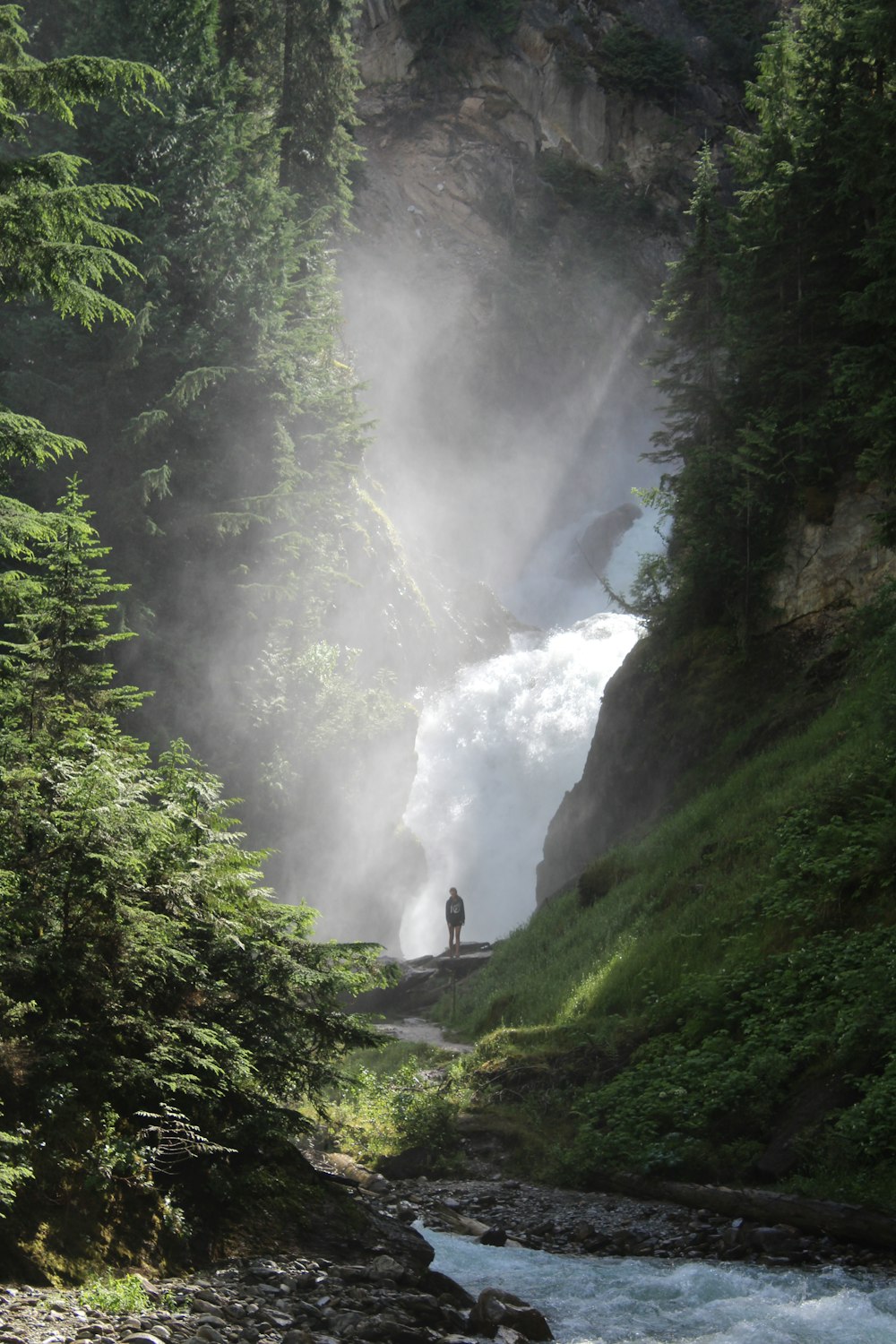 person standing near trees