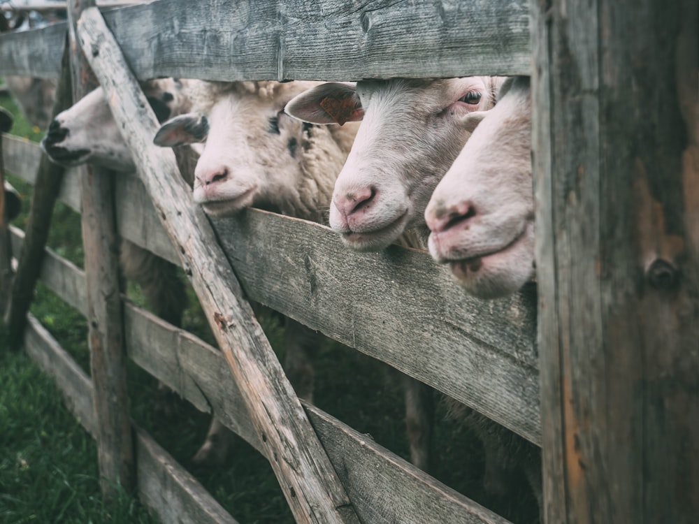 group of sheep peeking through wooden fence