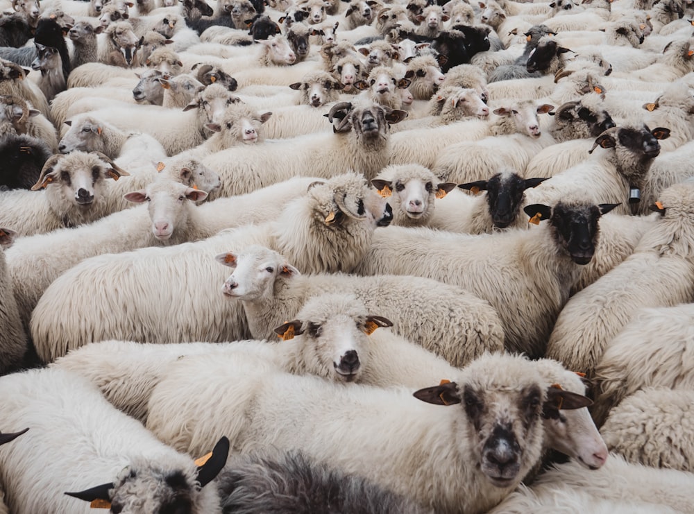 Herde weißer Schafe