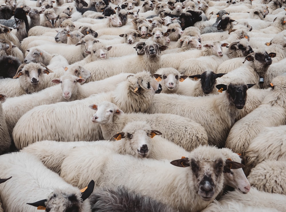 troupeau de moutons blancs