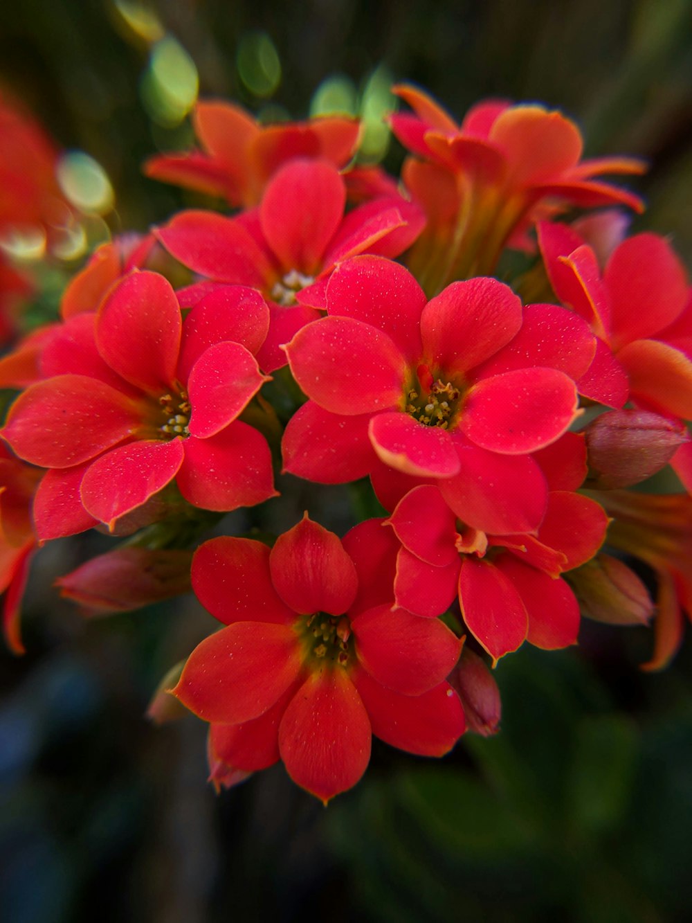 pink petaled flower