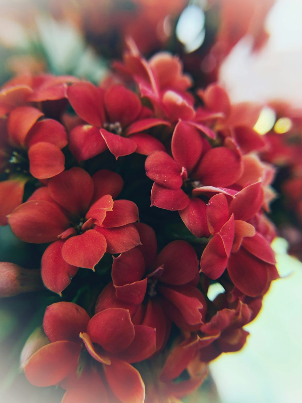 red petaled flower