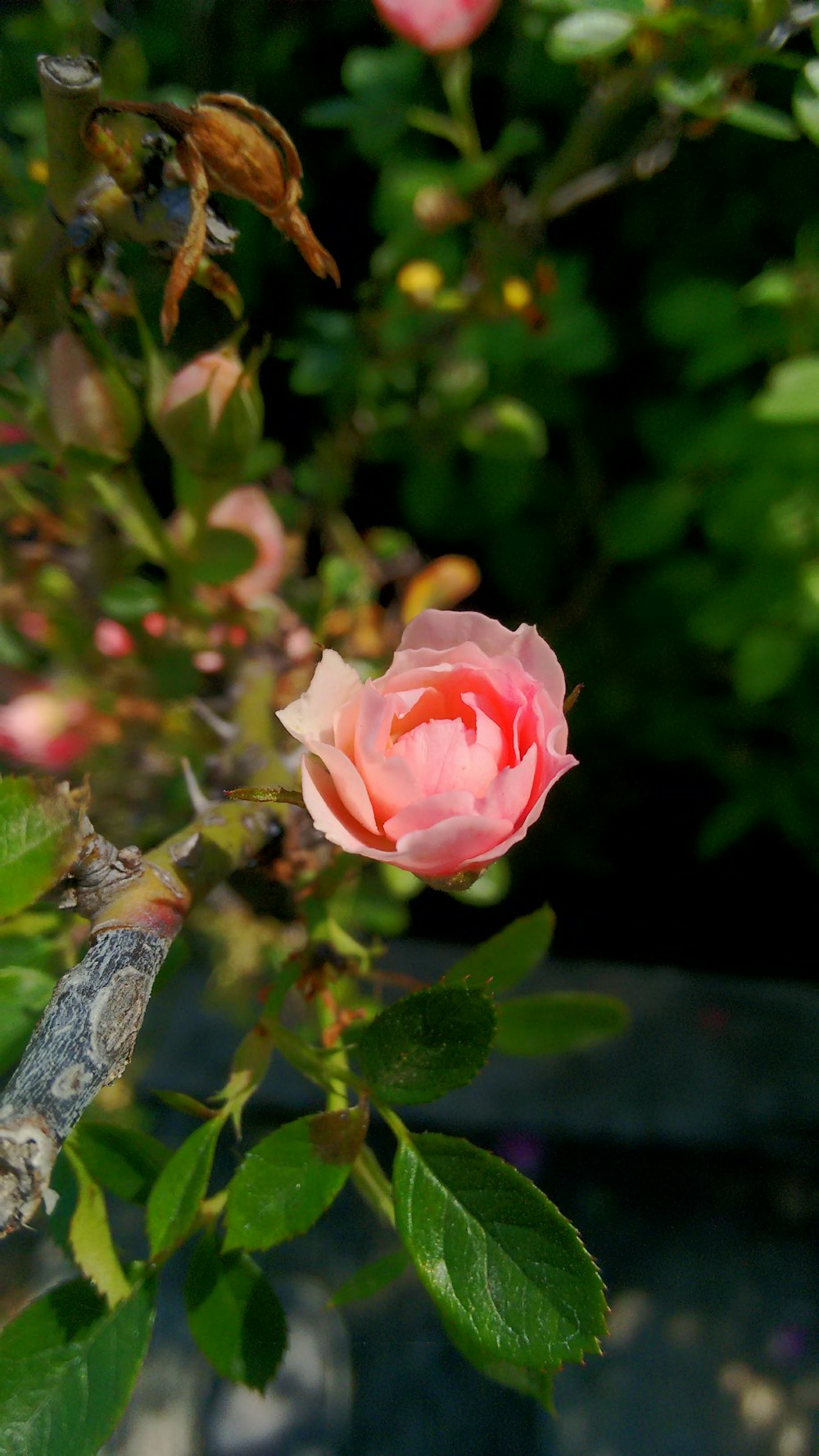 pink petaled flower