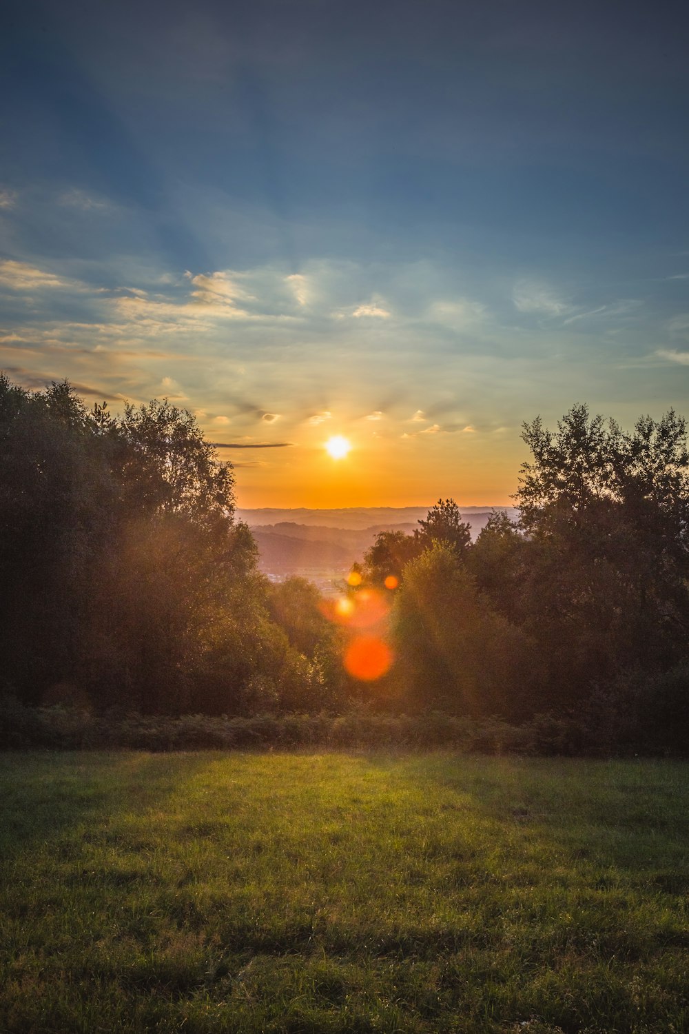 green grass and shrubs during golden hour