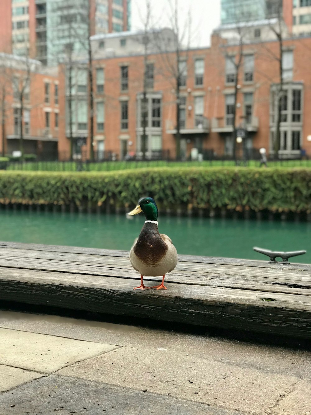 Pato Mallard em pé na prancha de madeira ao ar livre