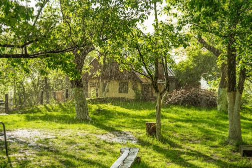 A cozy, sunlit green home surrounded by lush trees and a small garden.