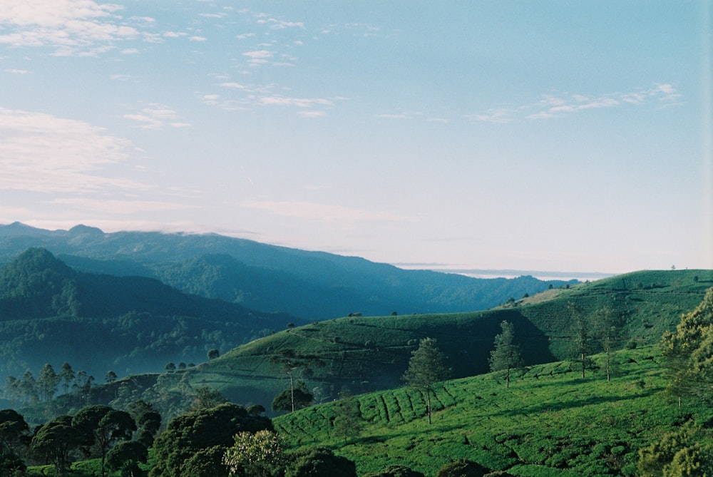 grass and tree covered hills and mountains