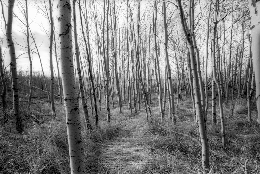 lined bare trees at daytime