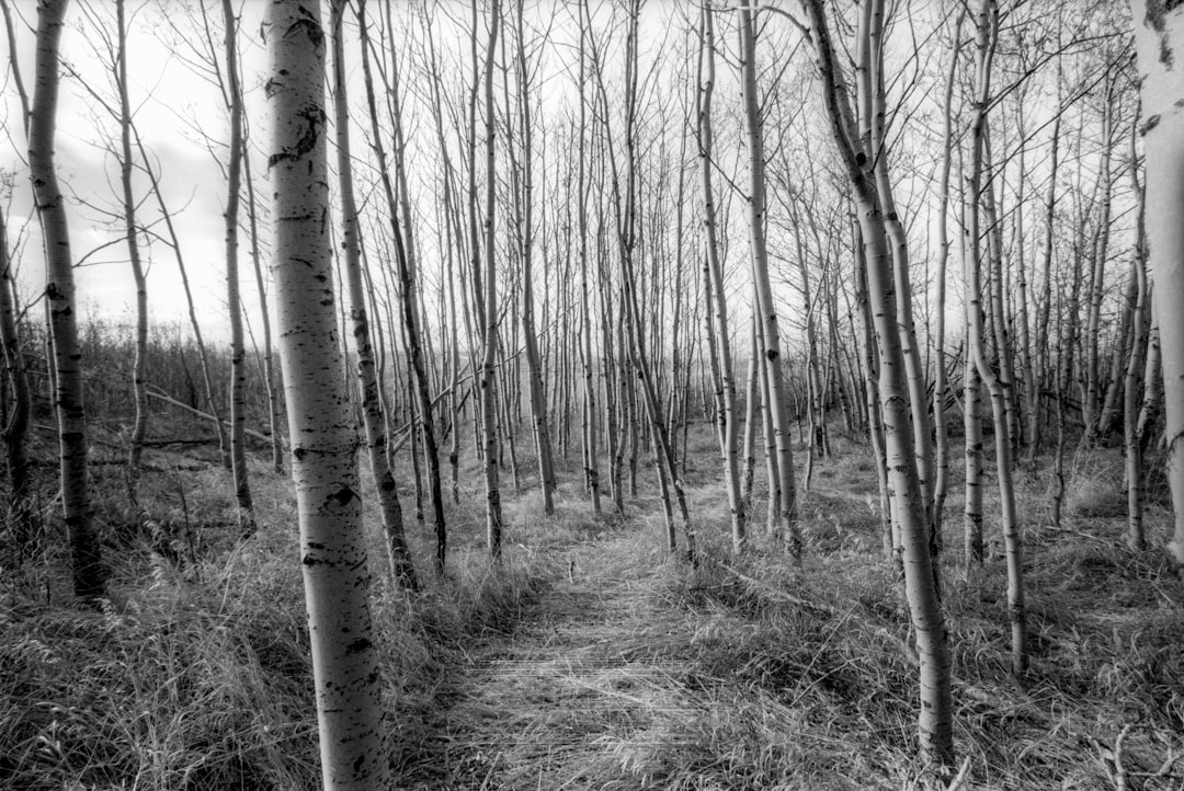 lined bare trees at daytime