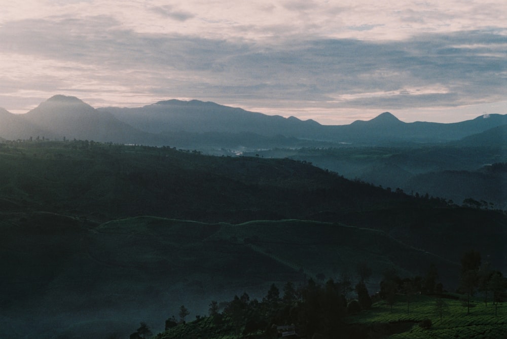 forest and mountains during day