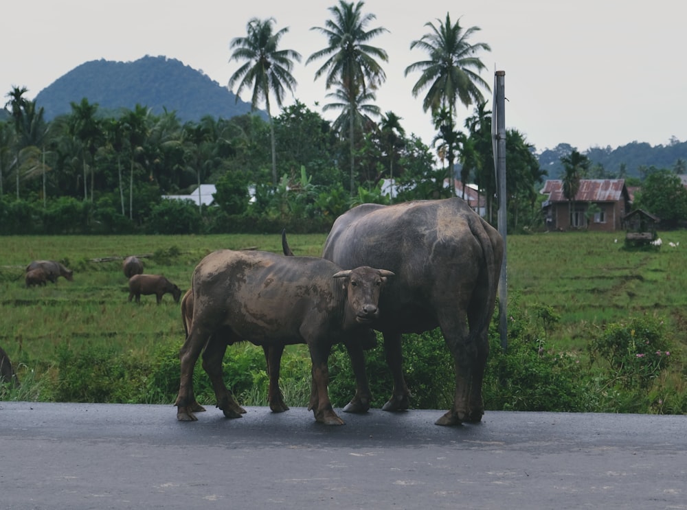 two water buffalos near grass field