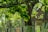 Rain falls gently over a lush green tree with vibrant leaves, creating a serene and refreshing atmosphere. In the background, a blurred image of a house is partially visible, adding depth to the composition.