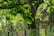 Rain falls gently over a lush green tree with vibrant leaves, creating a serene and refreshing atmosphere. In the background, a blurred image of a house is partially visible, adding depth to the composition.
