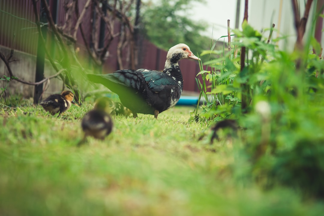 duck and ducklings on grass