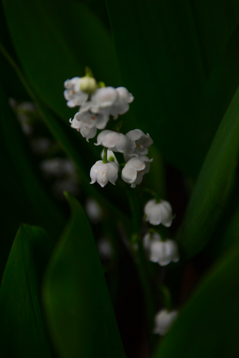 selective focus photography of white petaled flowers