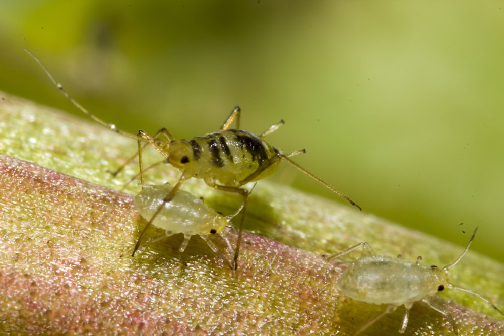 green insect