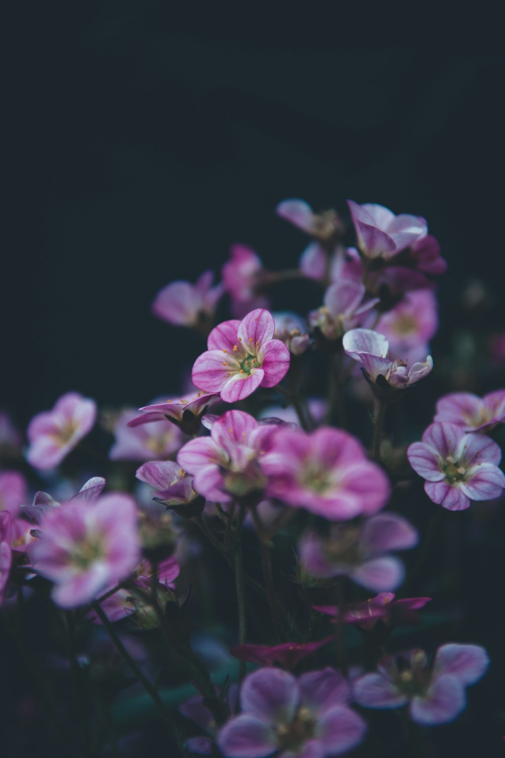 purple petaled flowers