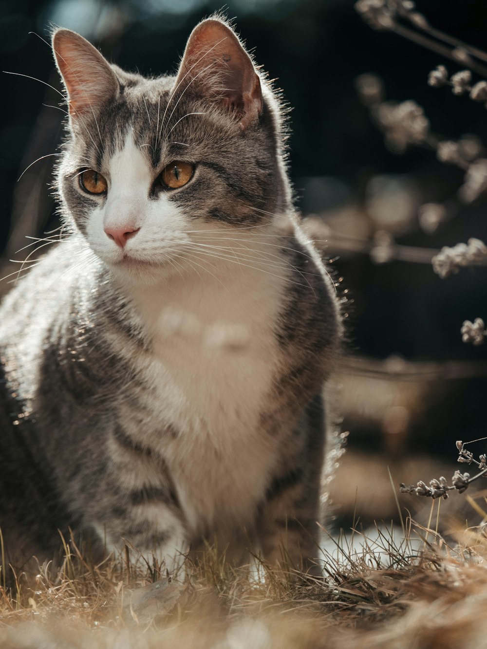풀밭에 앉아있는 회색 고양이의 근접 촬영 사진