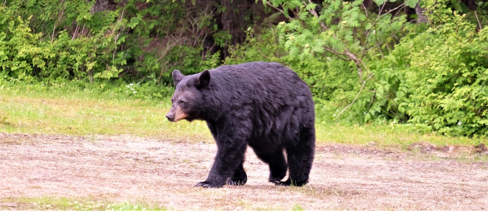 black bear on soil ground near trees
