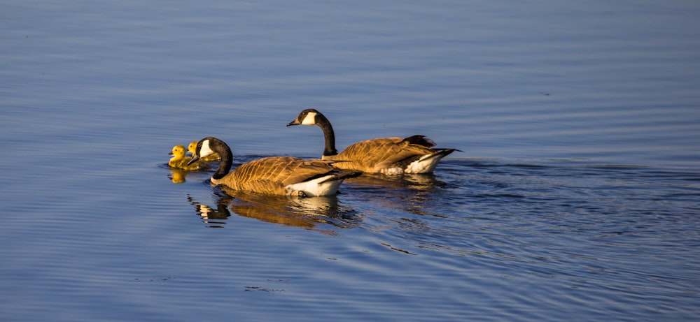 deux canards bruns sur l’océan