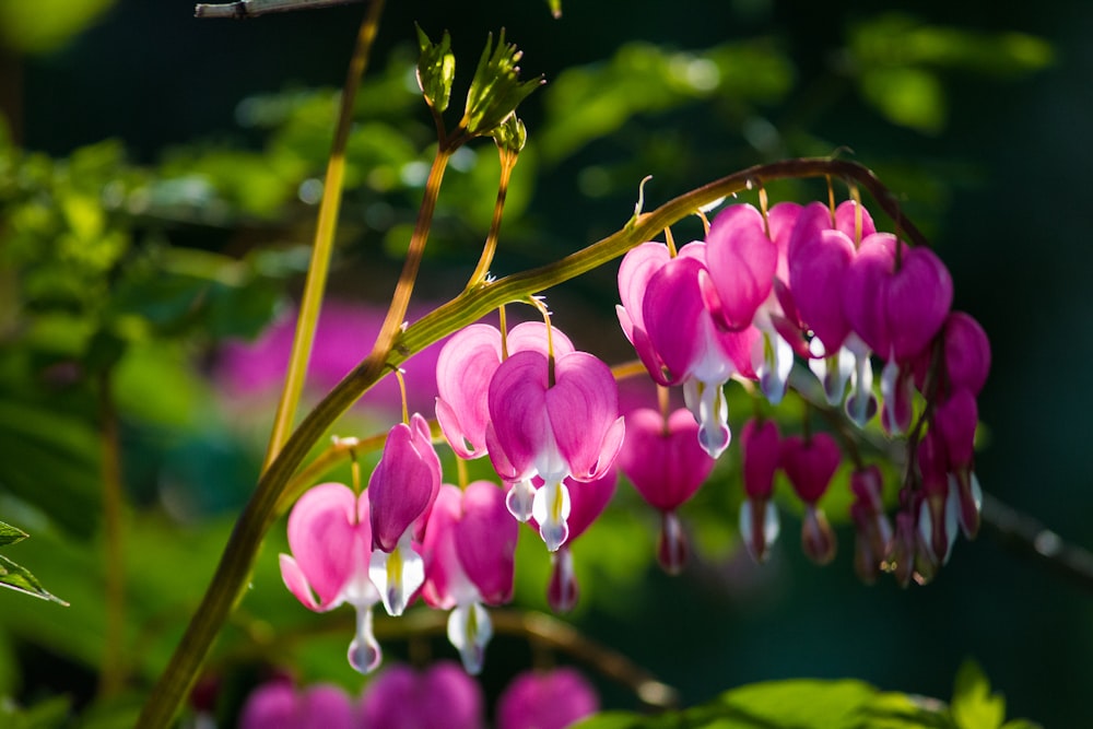 pink-and-white petaled flower