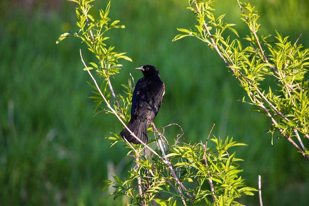 木の上の黒い鳥