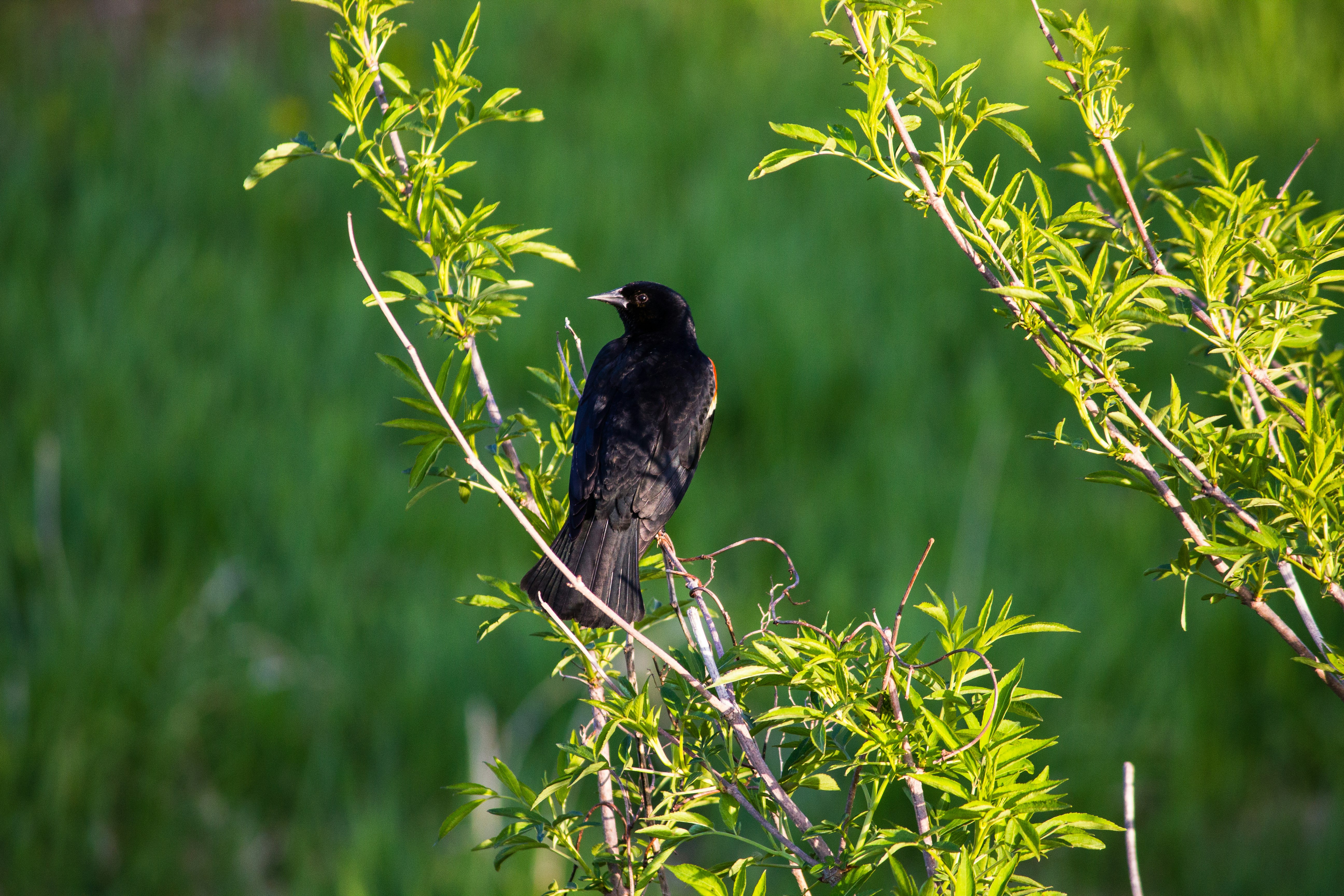 black bird on tree