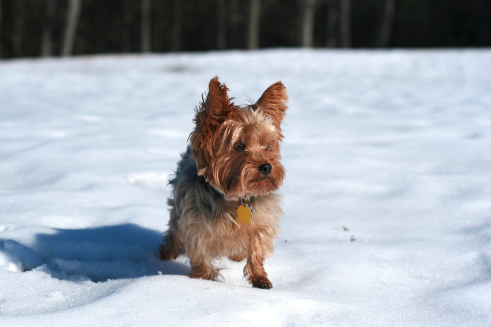 brow dog on snow