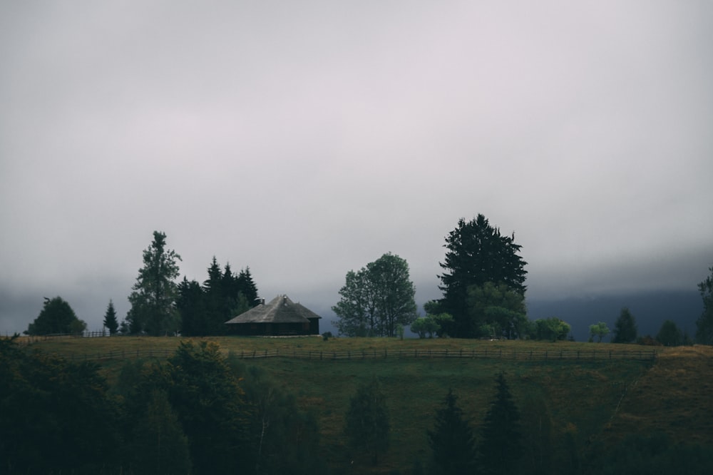 trees beside house