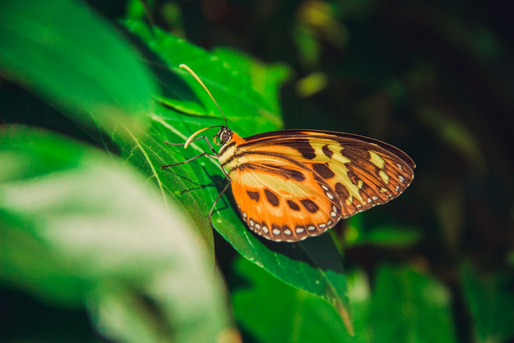 yellow and brown butterfly on green leaf