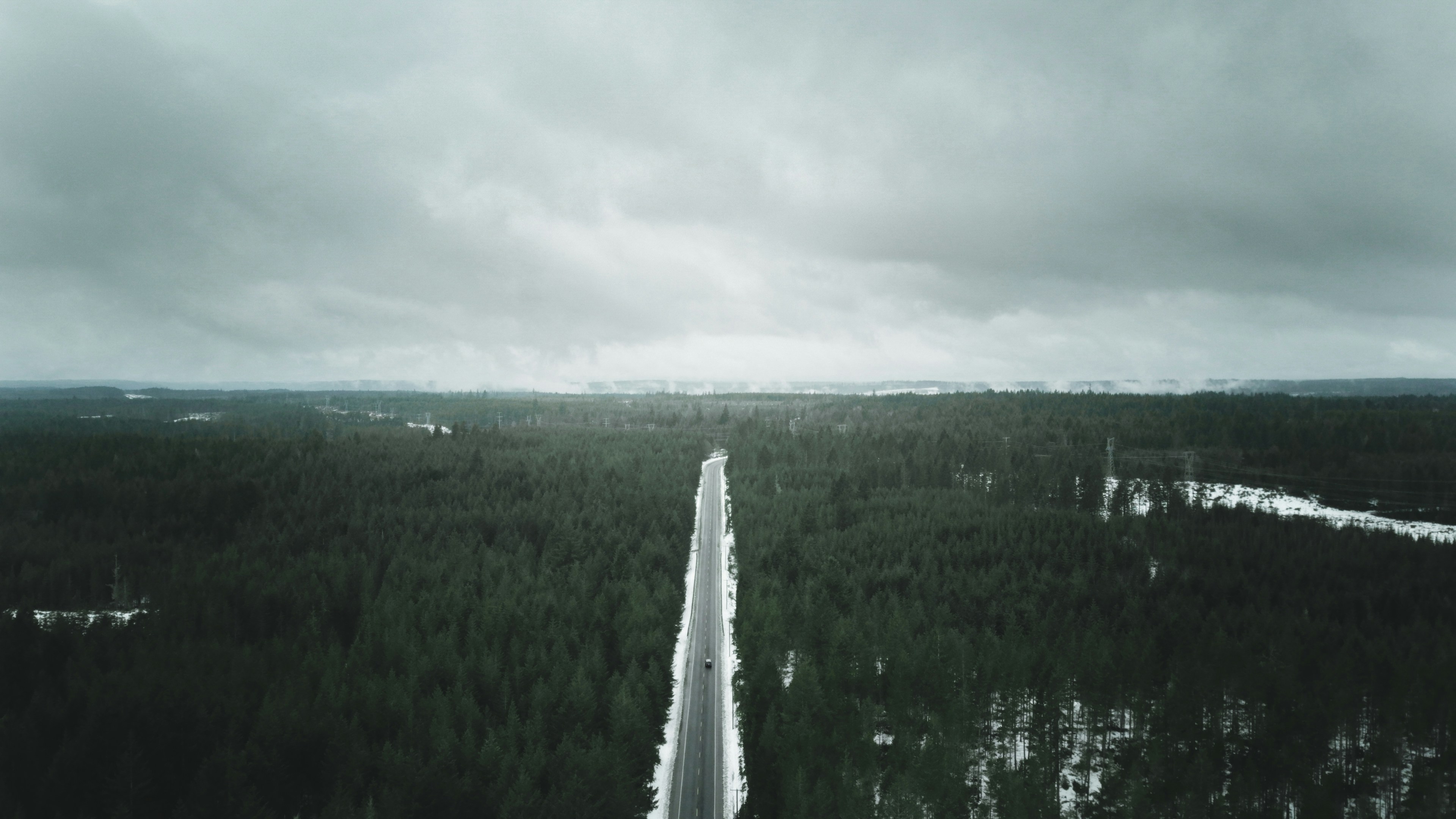 aerial photo of trees